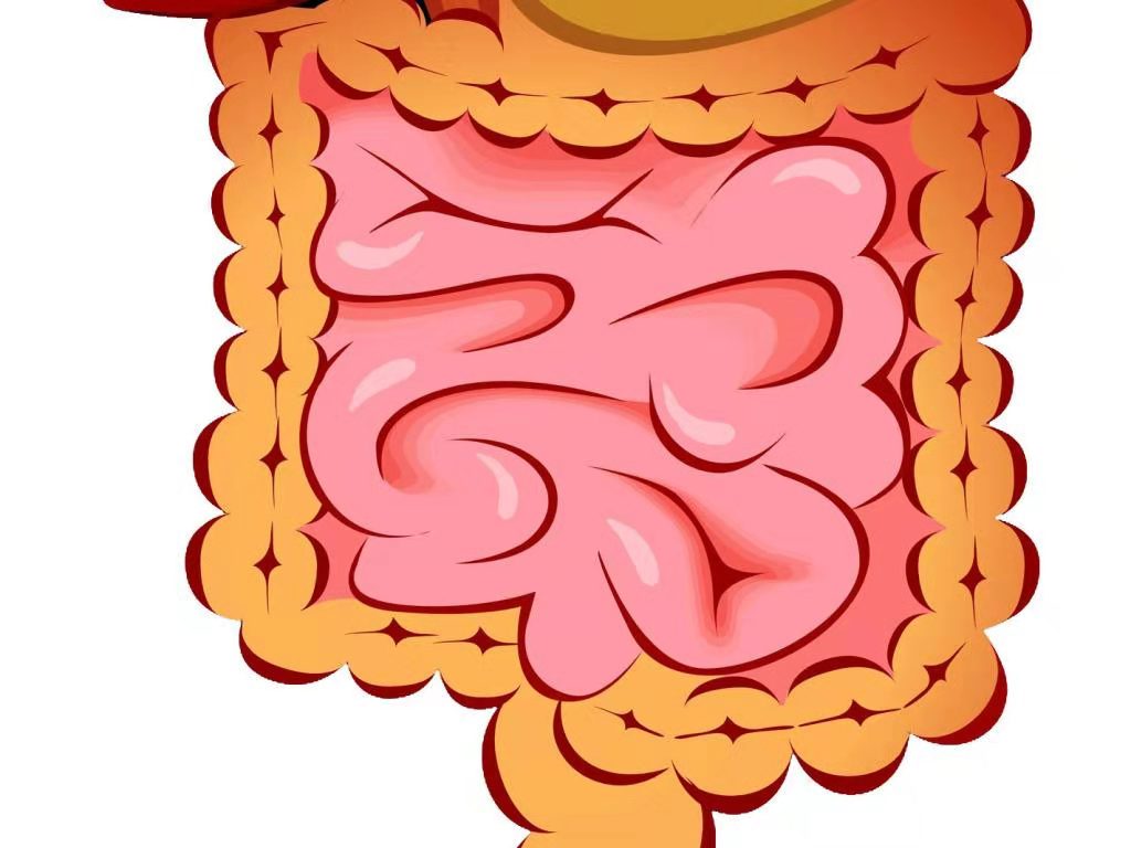结肠肠壁分层示意图,结肠图,大肠肠壁分层示意图_大山谷图库
